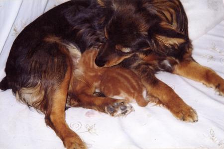 ma chienne et mon petit chat